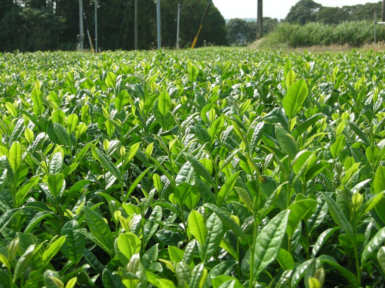 So sieht Dein Tee vor der Ernte aus So sieht Dein Tee vor der Ernte aus