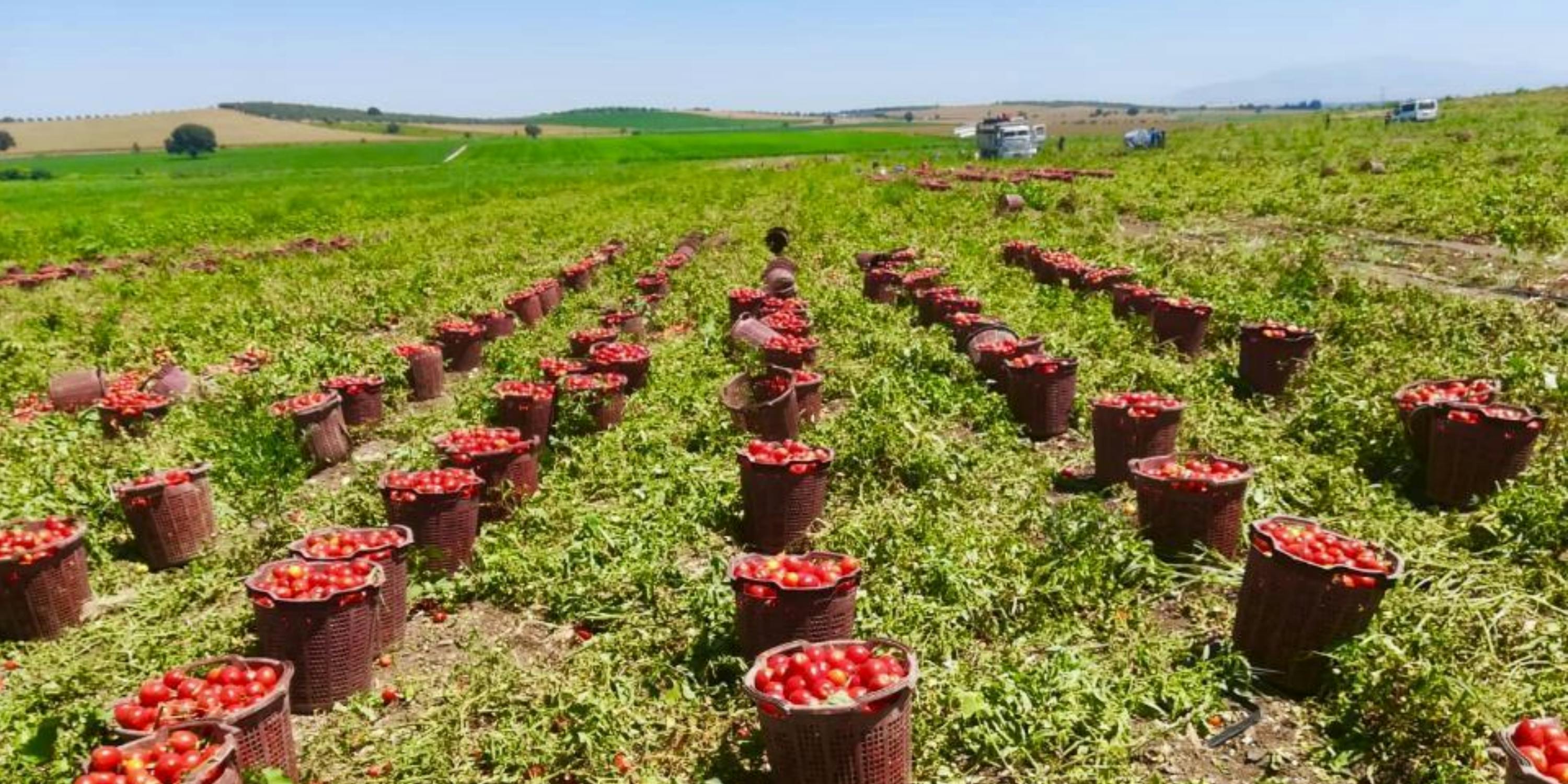 Die Tomaten werden geernet Die Tomaten werden geernet