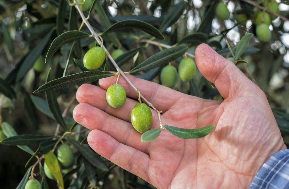 Zunächst blüht der Baum Zunächst blüht der Baum