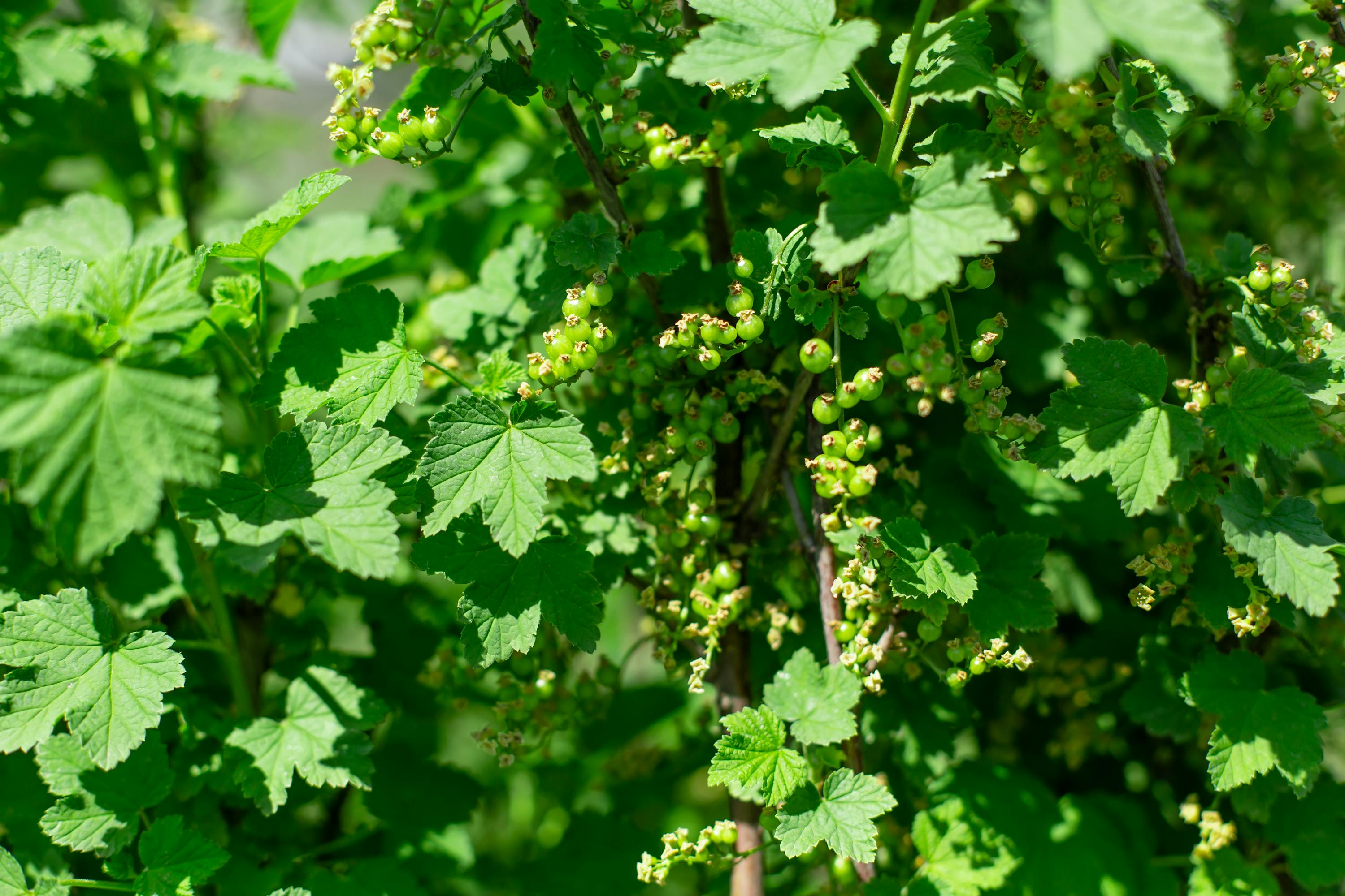 Wild wachsende Sträucher Wild wachsende Sträucher