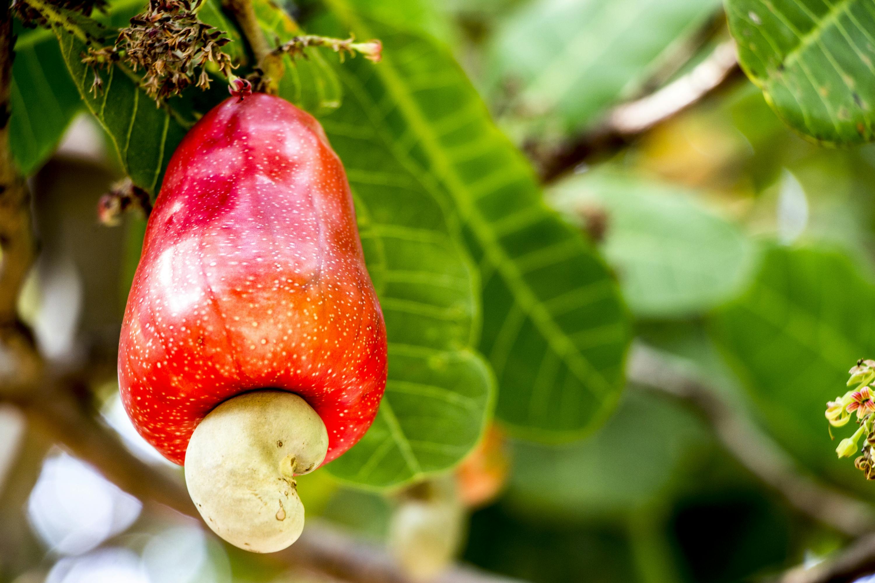 Eine Nuss außerhalb einer Frucht? Ist das legal? Eine Nuss außerhalb einer Frucht? Ist das legal?