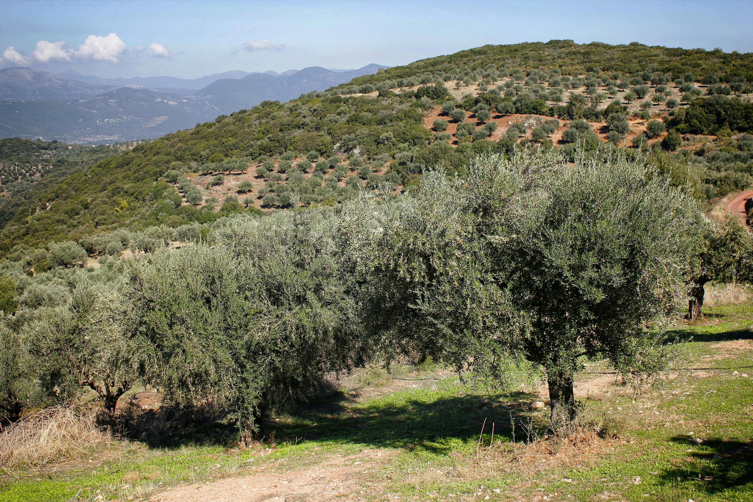 Zuerst blüht der Baum Zuerst blüht der Baum