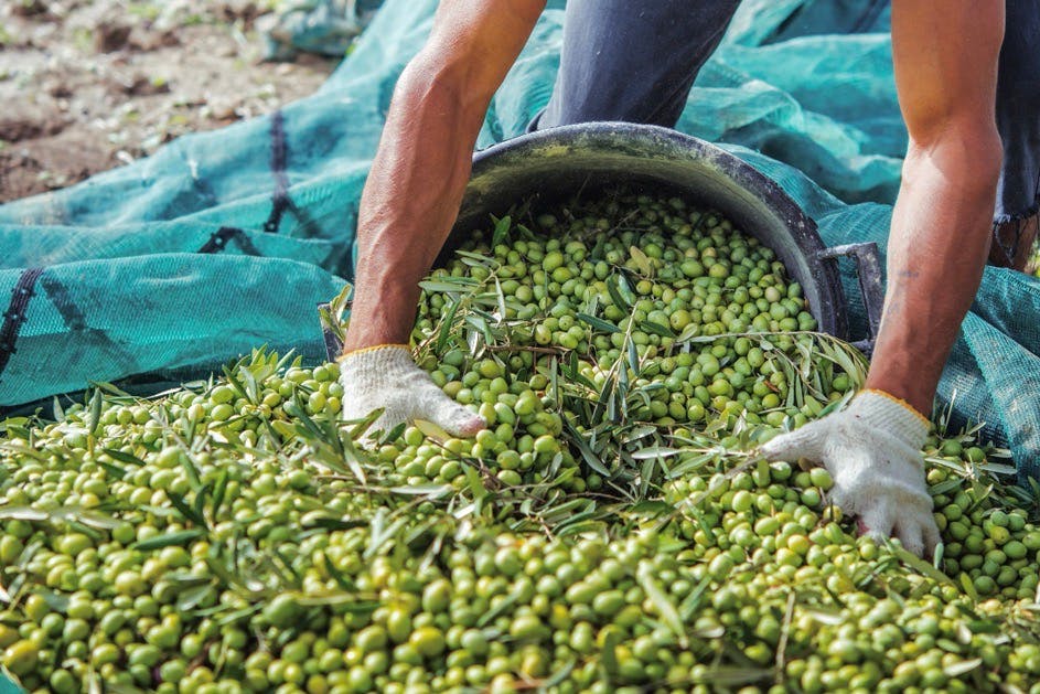 Erntezeit in den kälteren Monaten Erntezeit in den kälteren Monaten