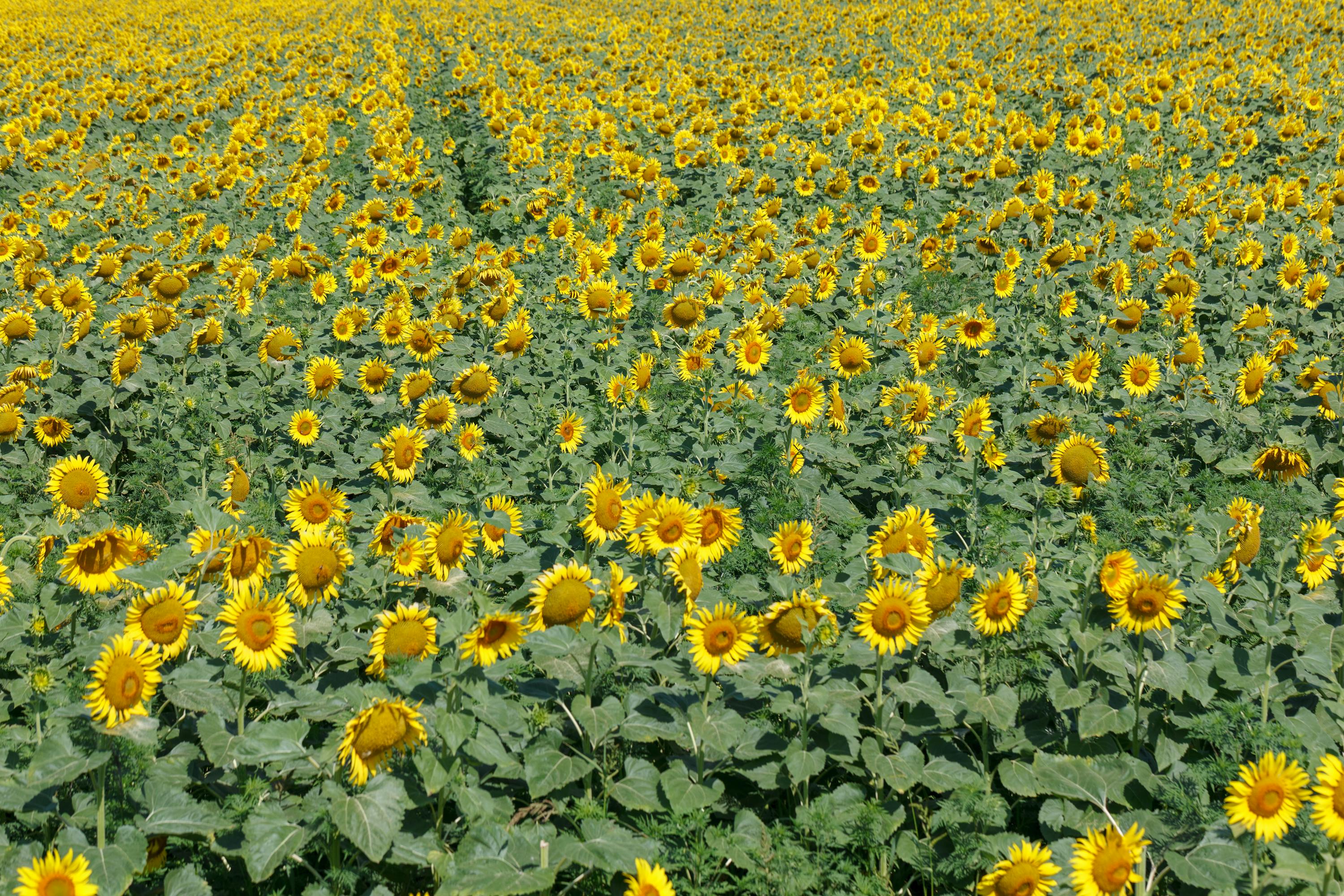 Weite Sonnenblumenfelder in Bulgarien Weite Sonnenblumenfelder in Bulgarien